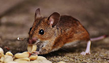 24 Hour & Emergency Exterminators in Spanish Fort, AL